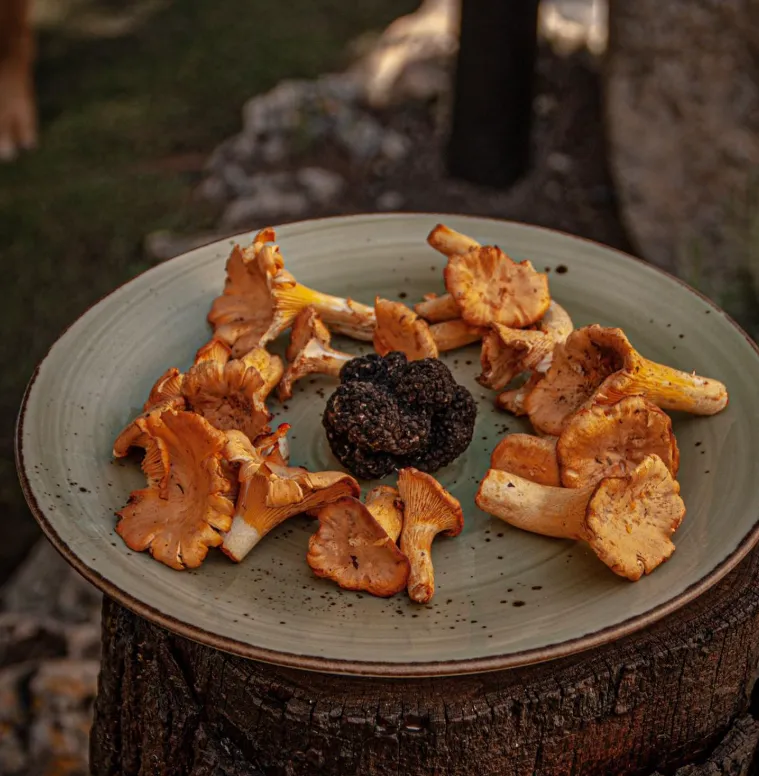 Masia Girona – Can Tintorer