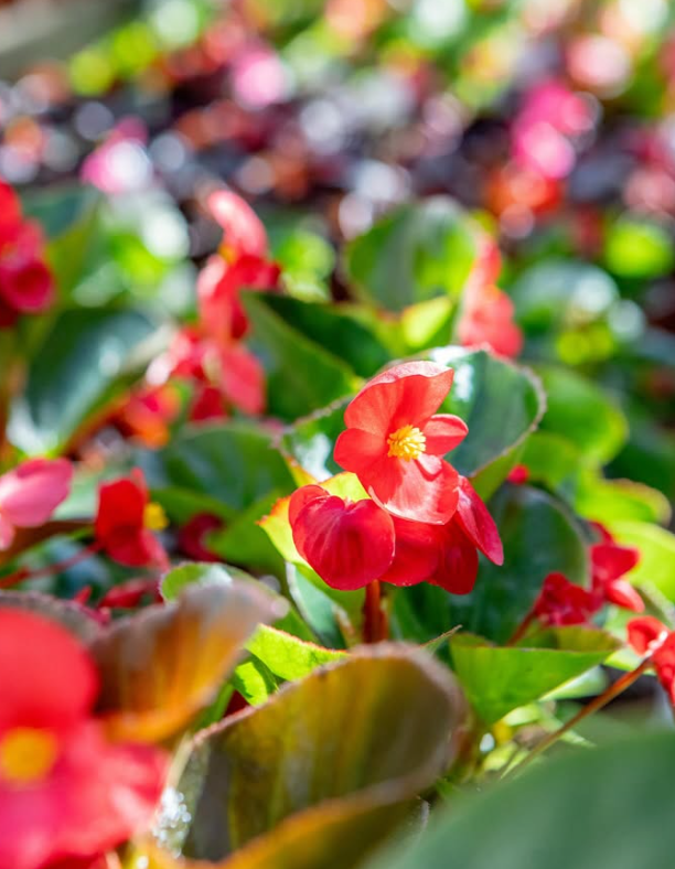 Decoració floral per a bodes amb valors i estil