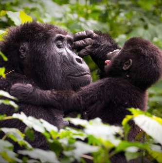 Flyaway, Uganda