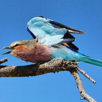 Botswana, Saro Viajes