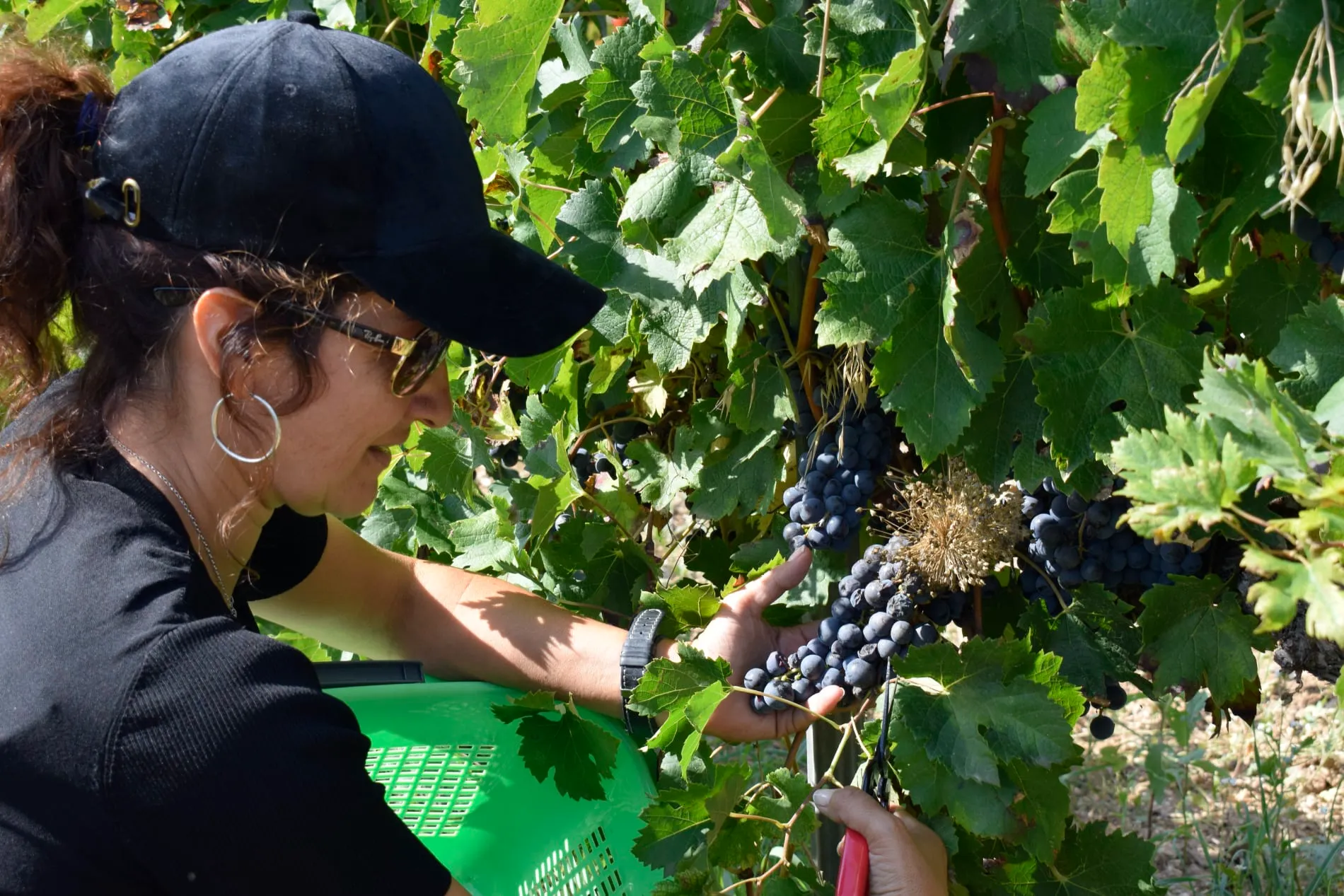 Banquet cellers i comiats – Penedès 500