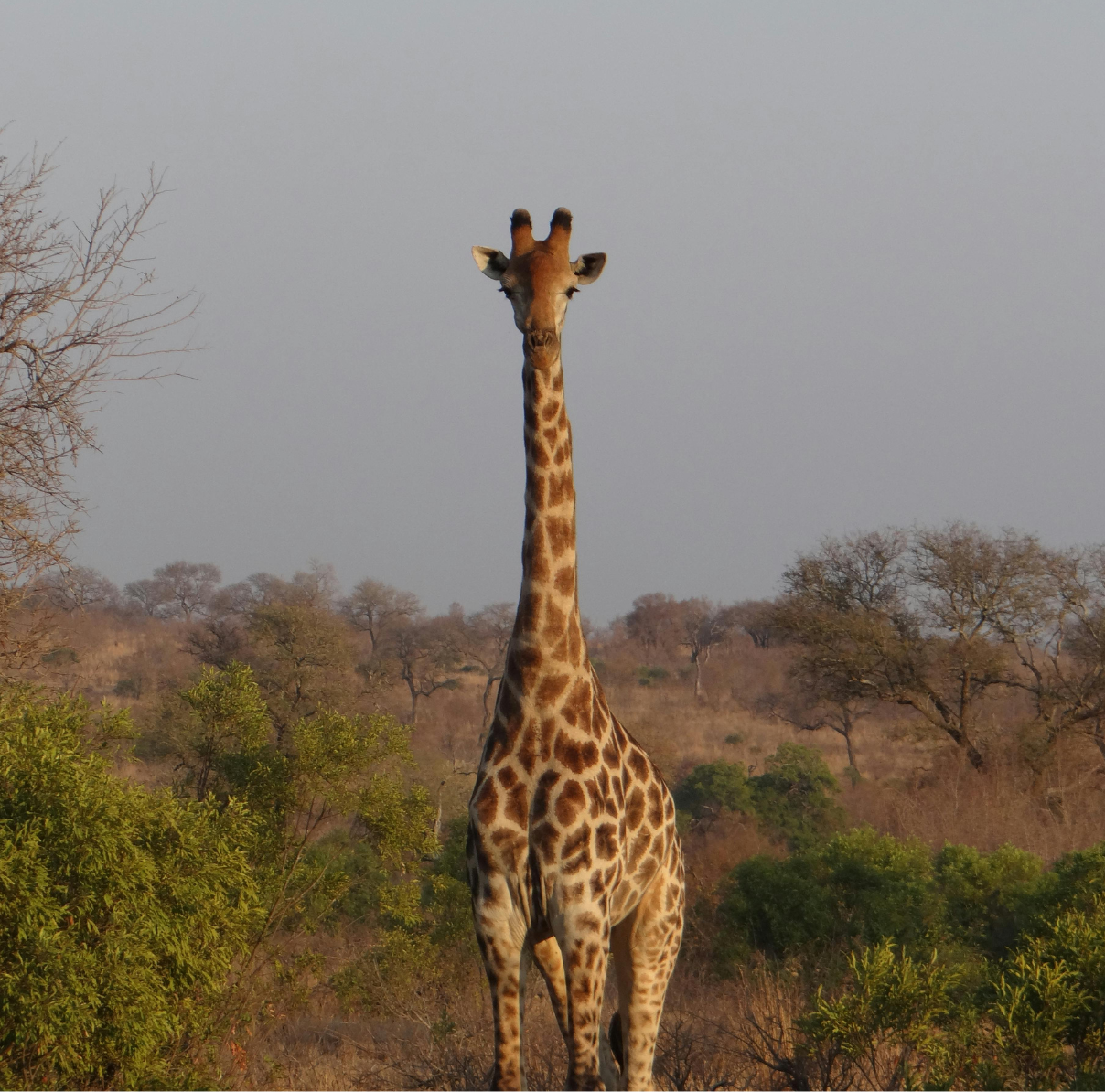 Paisatge del Parc Nacional del Tarangire a Tanzània