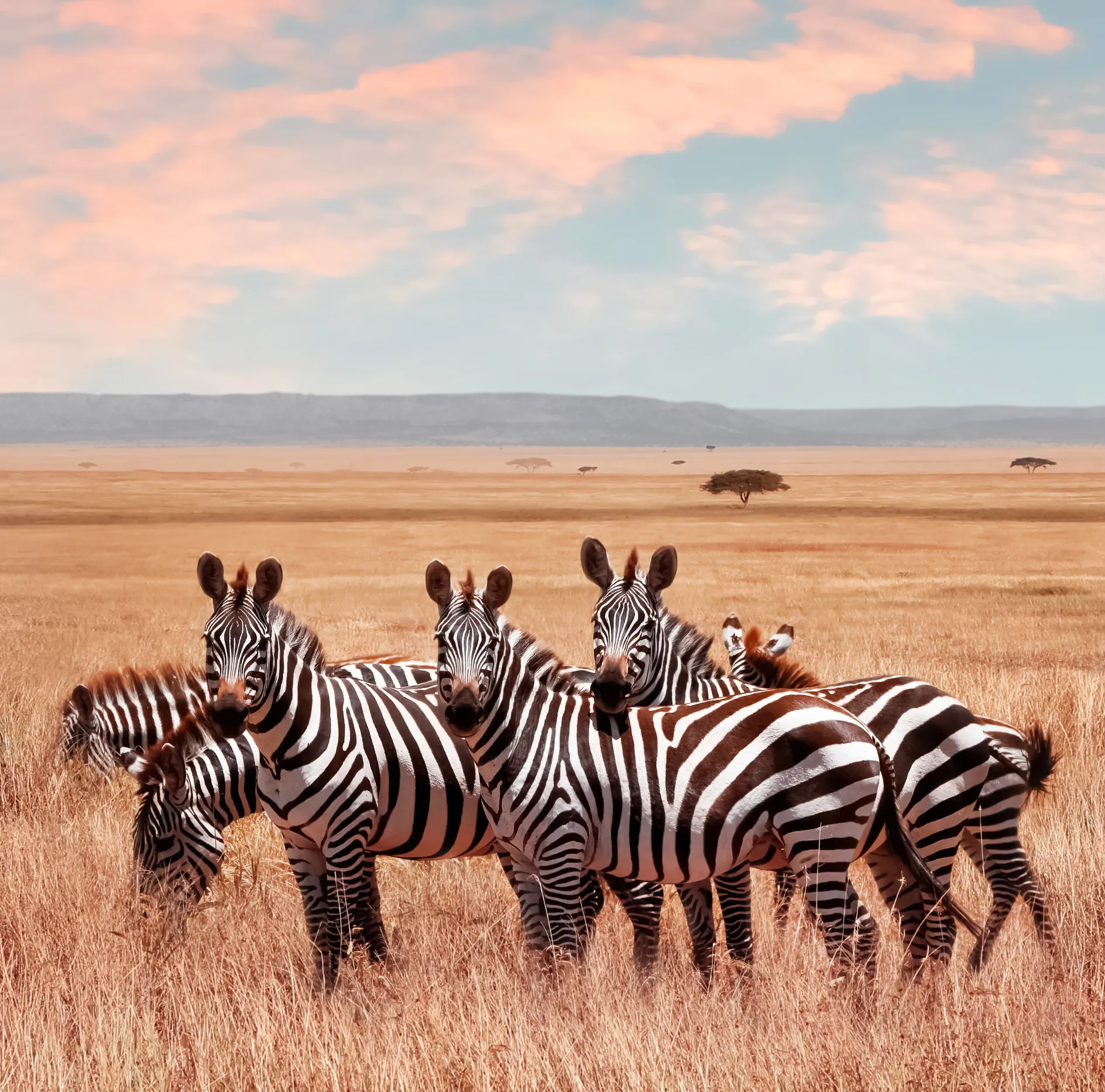 Parc Nacional del Serengeti, Tanzània